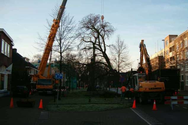 bomen rooien